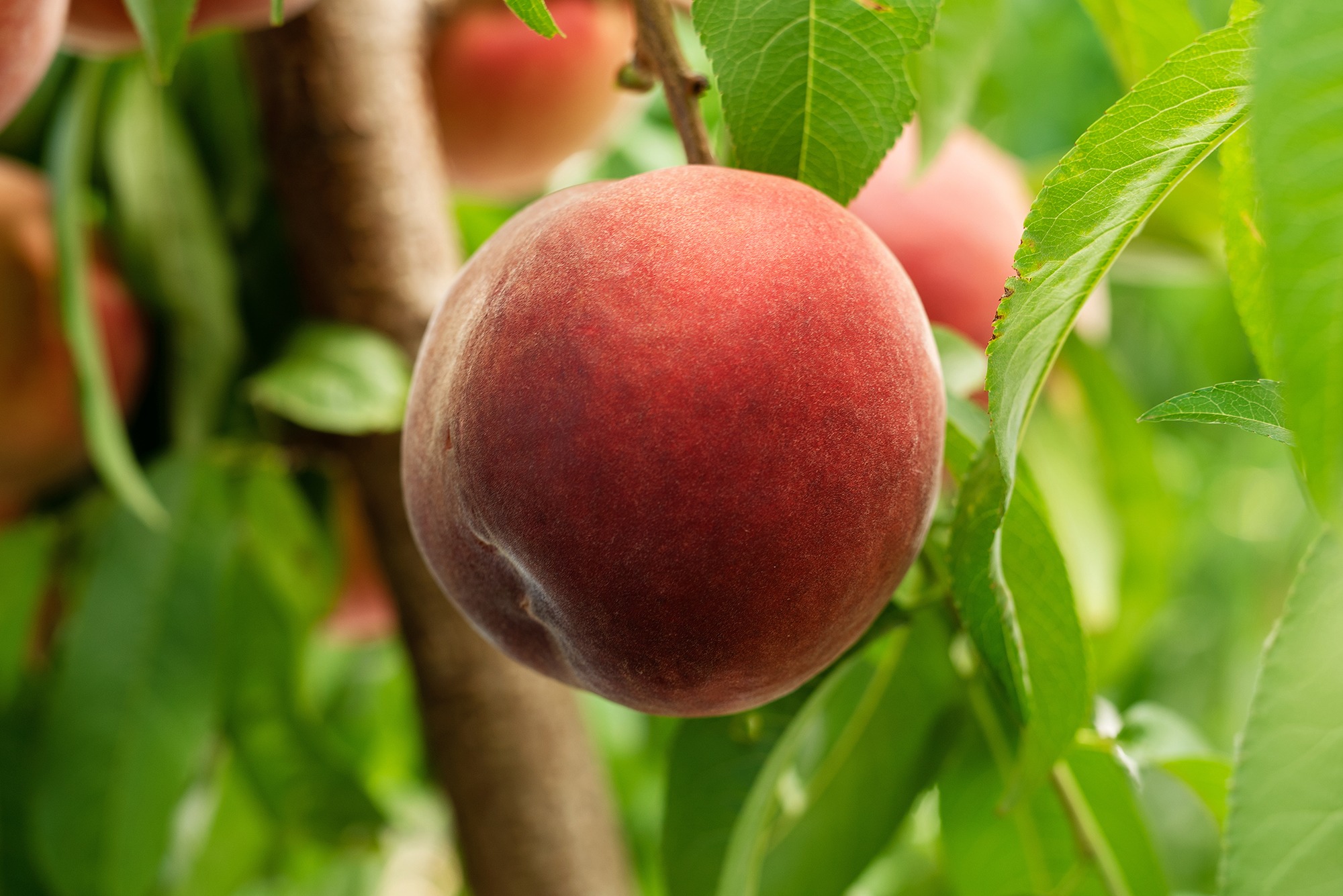 delicious peach